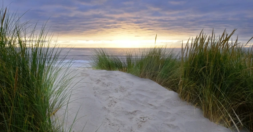 sand dune and grass, with sunset in background