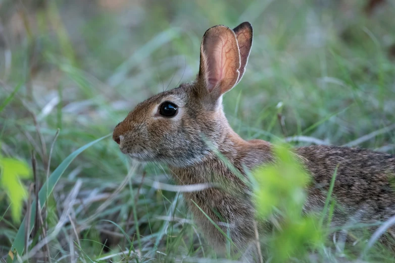 a brown rabbit sitting in a grassy area