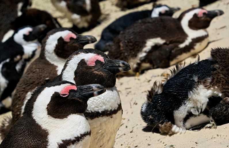 group of penguins sitting on the sand together