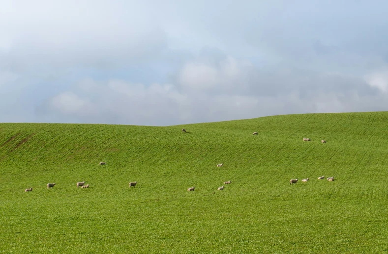 a herd of sheep grazing on top of a green hillside