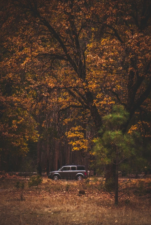 an old truck parked in a leaf filled area