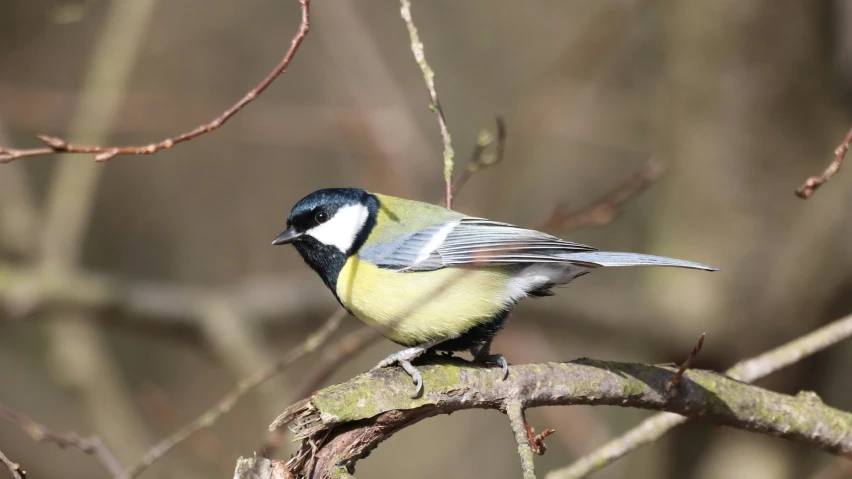 a little bird sits on a nch of a tree