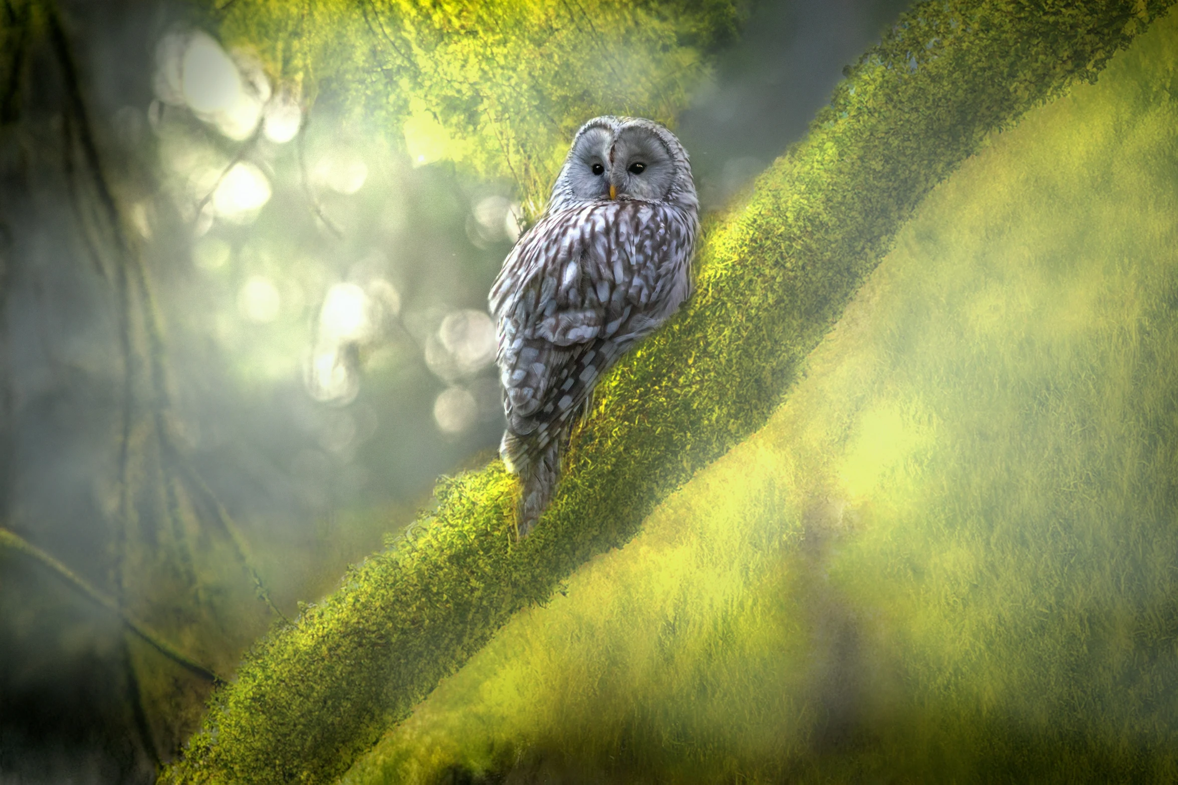 an owl is perched on a mossy tree