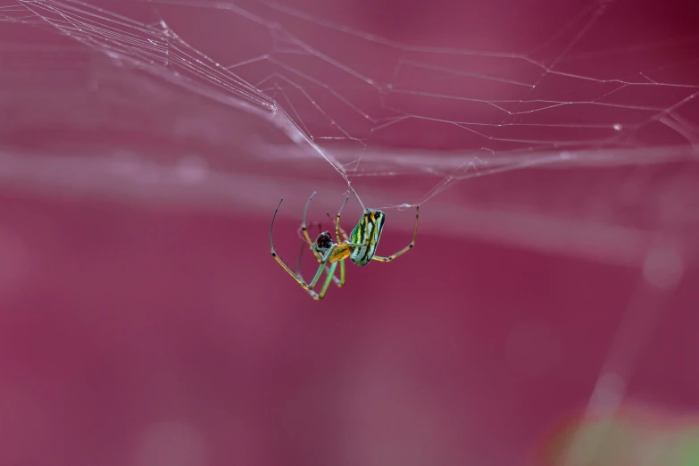 a large green and yellow spider in a web