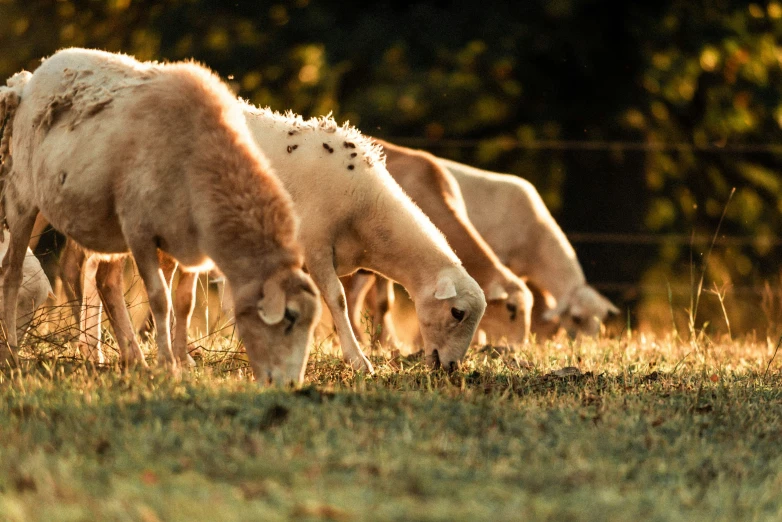 some cows grazing and eating on a grassy field