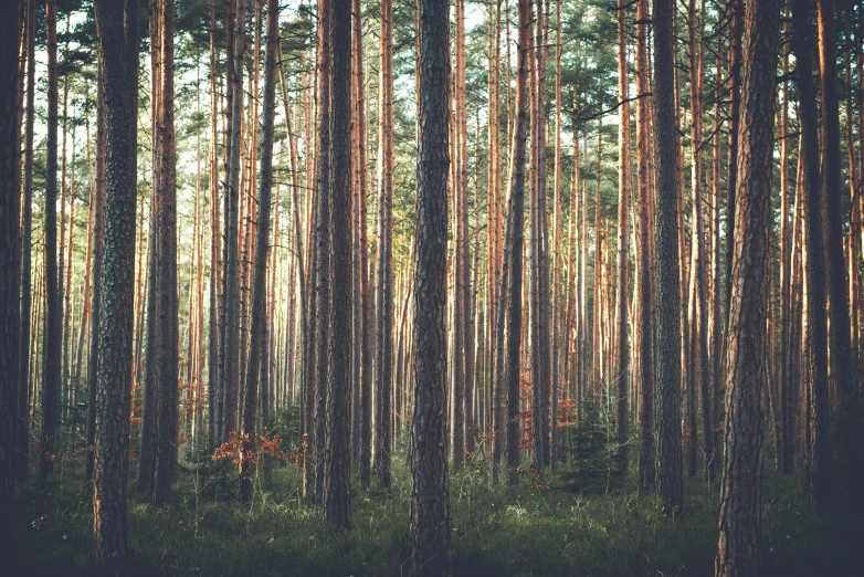 the view of a grove of trees in a woods