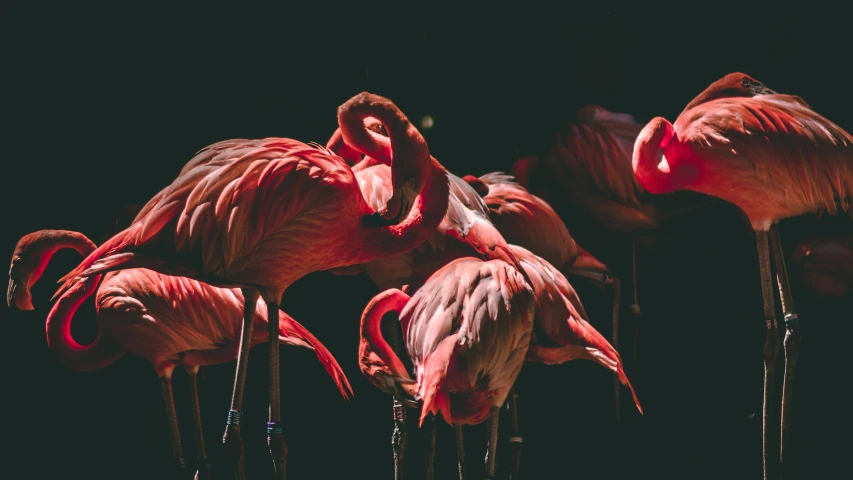 a bunch of pink flamingos with long necks