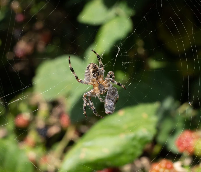 the brown and black spider is sitting on the web