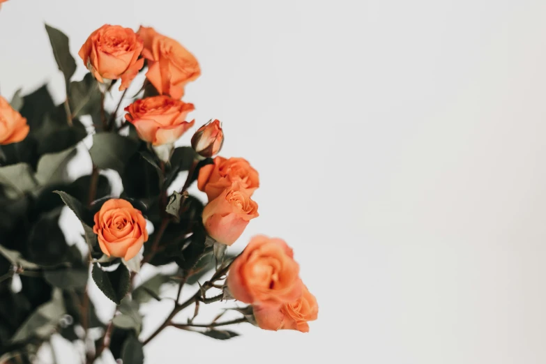 a group of orange flowers on a white background