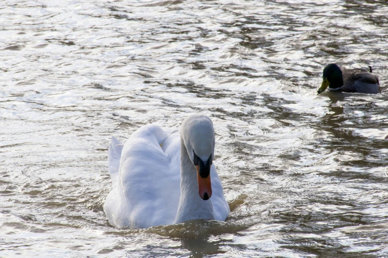 a white duck in a body of water with it's head under the water