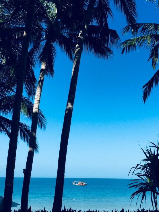 a view of a beach between the palm trees