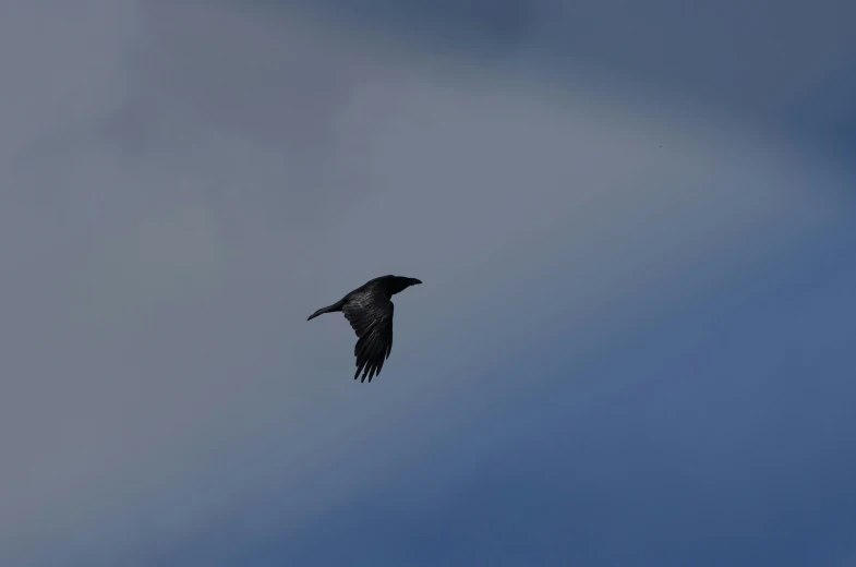 a large black bird flies in the air