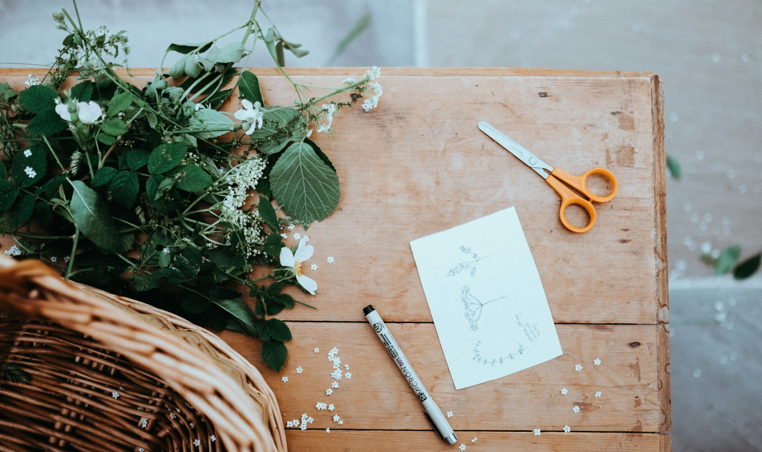 scissors, a pencil and a plant sit on a wooden table