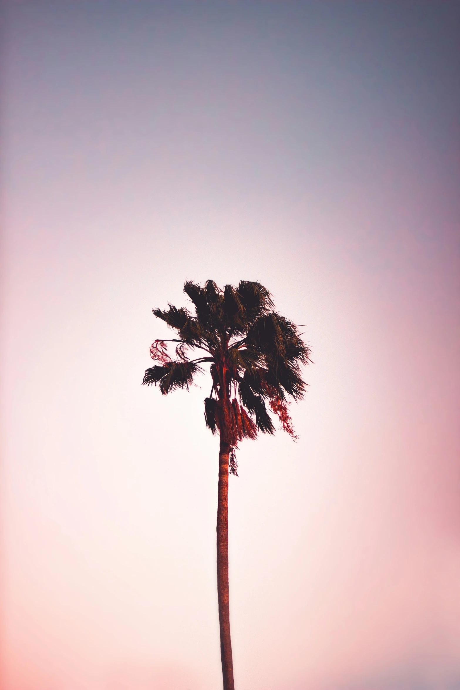 two palm trees at sunset against a pink sky