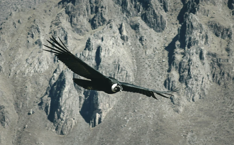 a large bird flying over some mountains