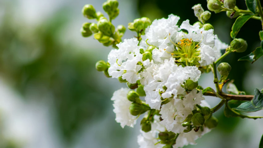 a bunch of white flowers growing on a green nch