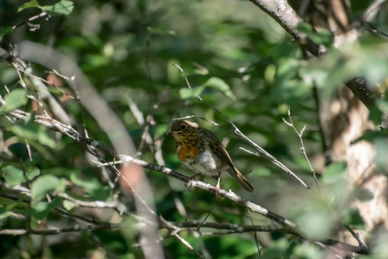 small bird sitting on tree nch in forest