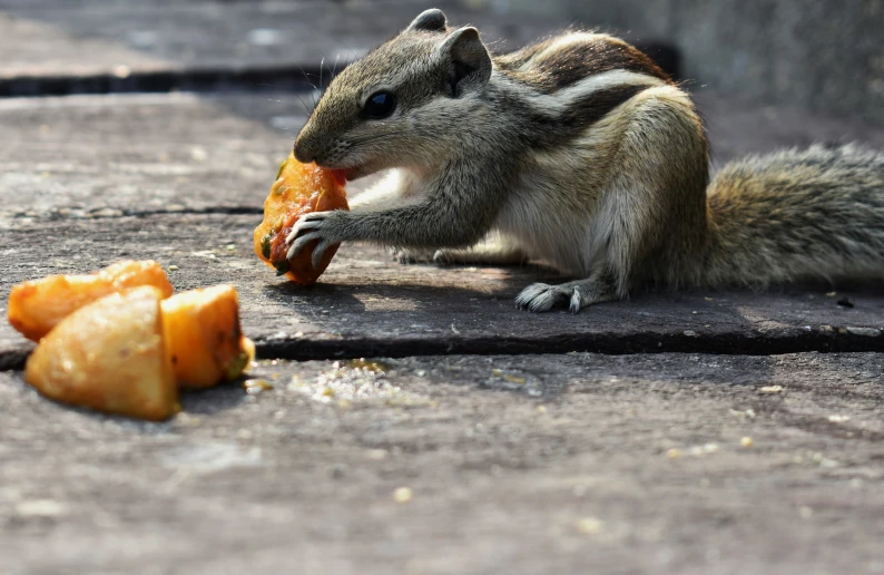 the small squirrel has his hand in a piece of fruit
