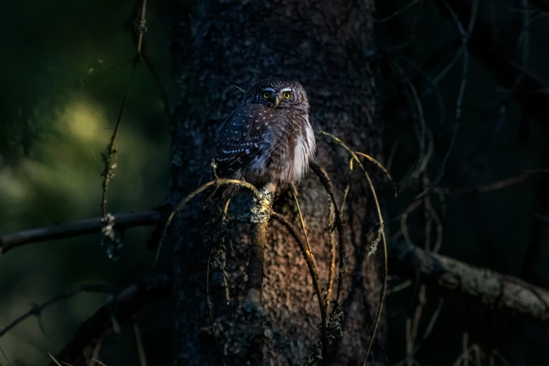 a brown owl sitting on a nch in the dark