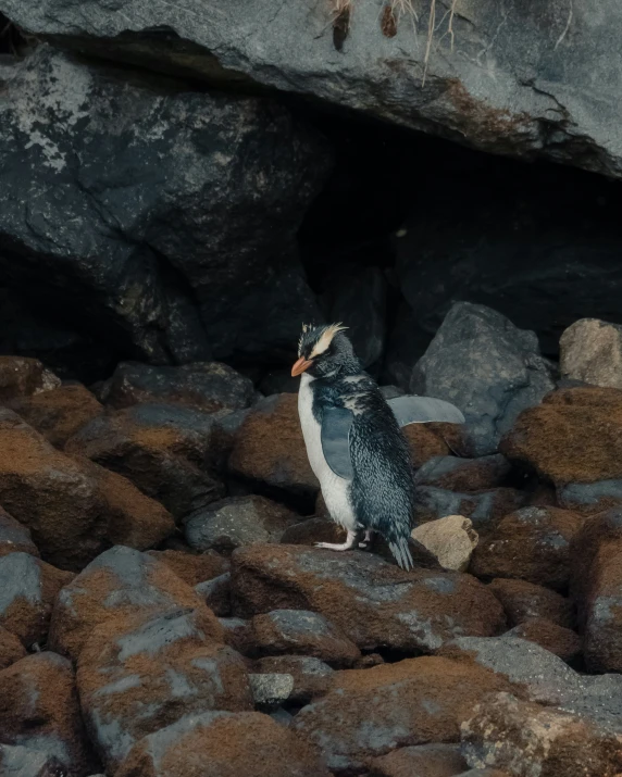 a penguin with his beak open on rocks