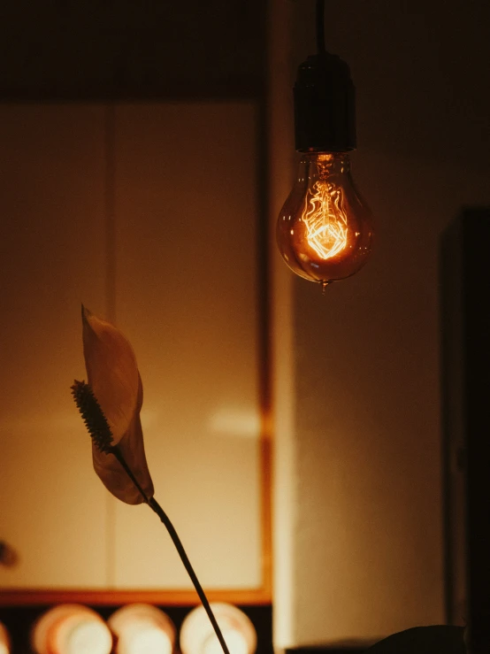 a single plant that is standing up in a vase