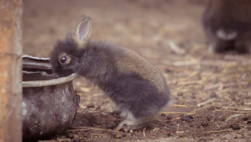 a small bunny drinking out of a brown bucket