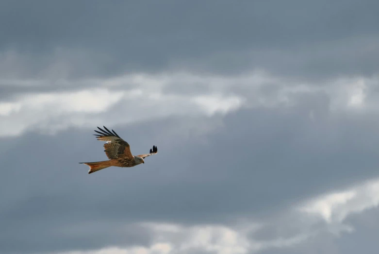 two birds flying under a cloudy sky covered in clouds