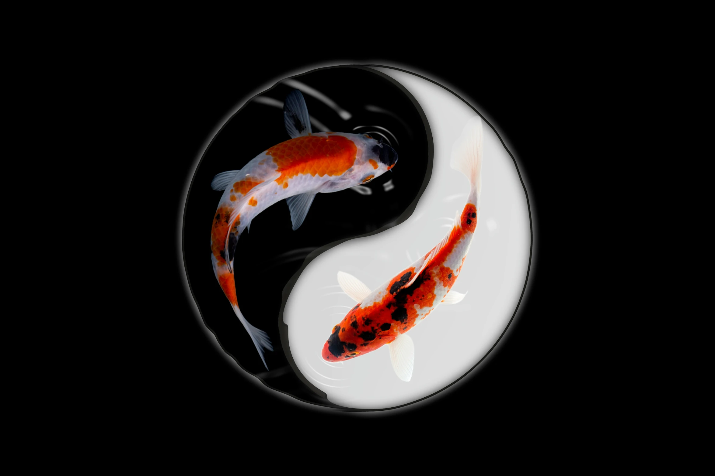 a couple of fish sitting inside of a circle