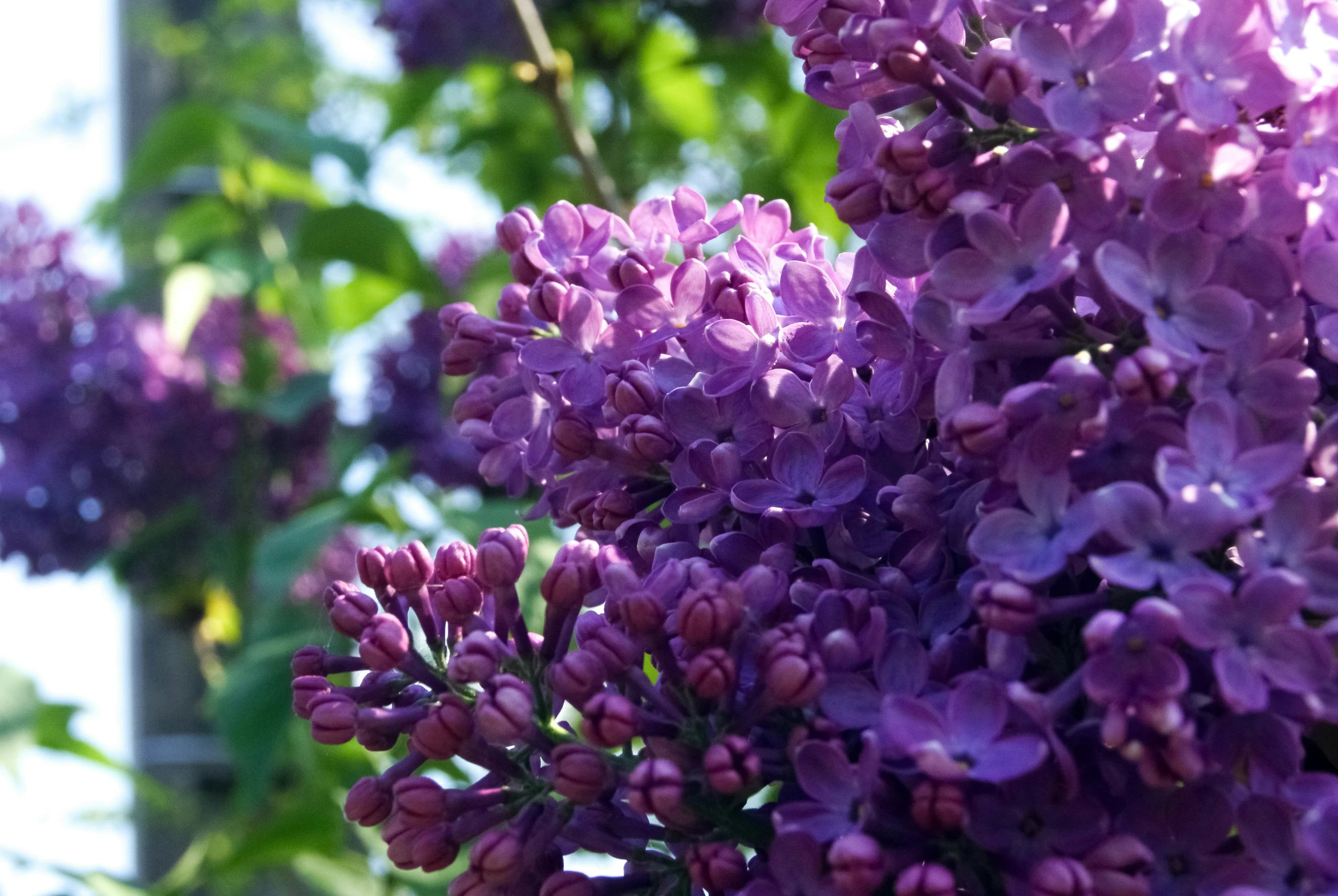 purple flowers with green leaves in an outdoor area