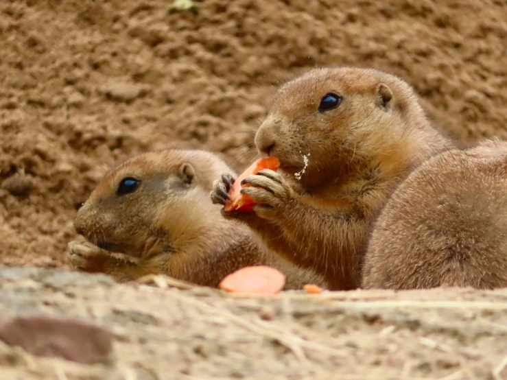 two groundhogs on their hind legs are eating