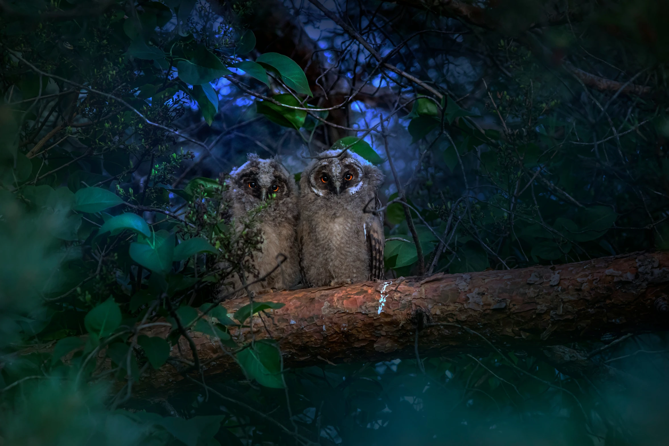 two owls sitting on a tree nch in the forest