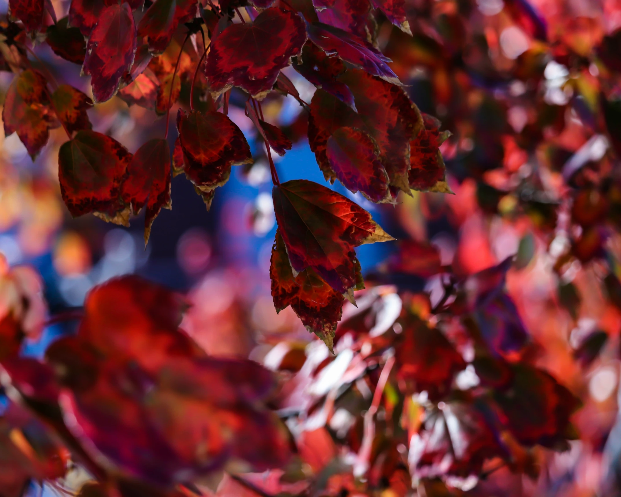 a close up image of colorful leaves and colors