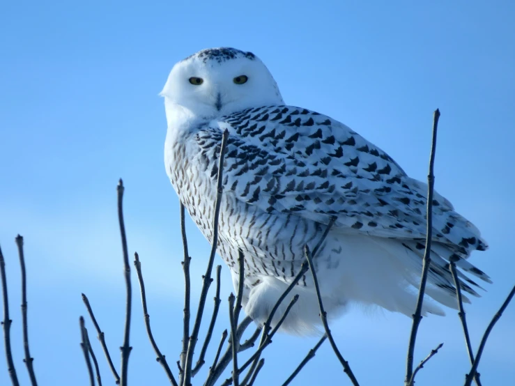 a snowy owl perched in the nches of a tree