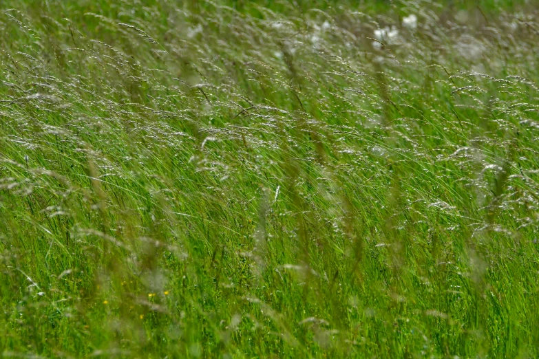 a grassy field filled with lots of green grass