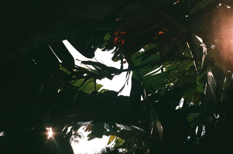 the sun's rays reflect on some plant and a leaf