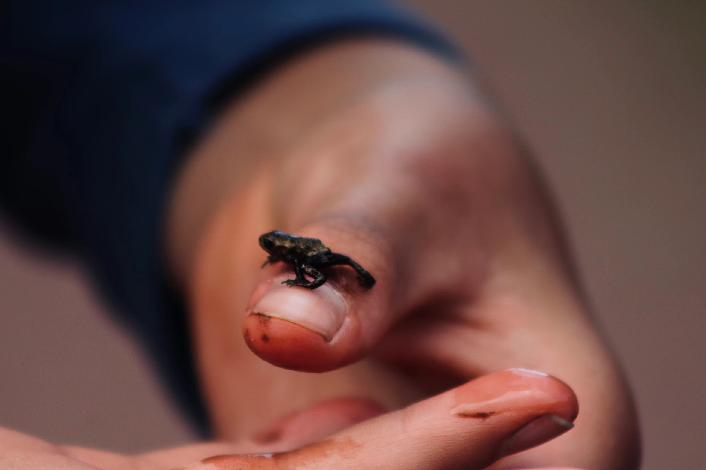 a tiny insect that is on the hand of someone