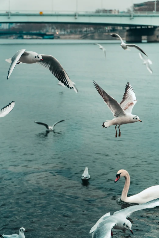 a group of seagulls flying over a body of water