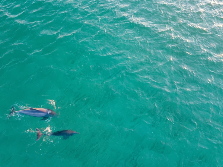 an aerial view of some dolphins in the water