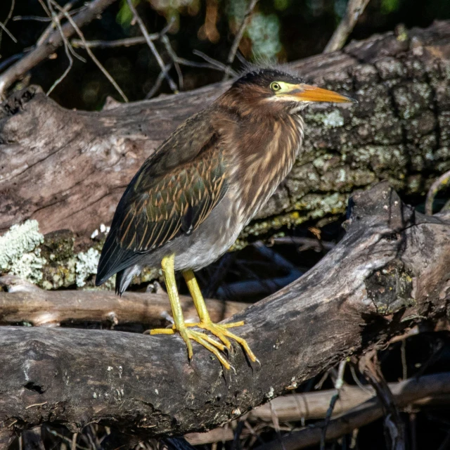 a large bird is sitting on the tree nch