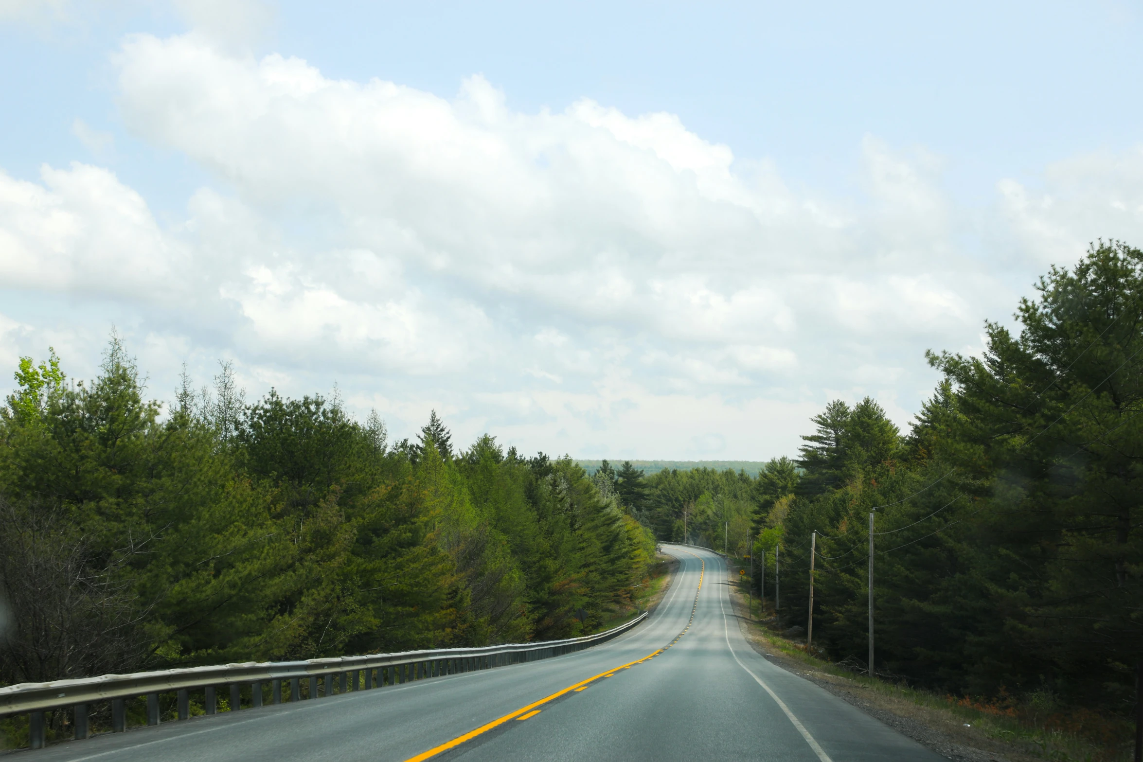 trees on the side of the road and trees in the distance