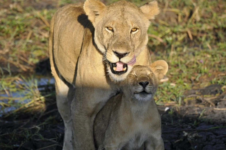 a mother and baby lion looking like they are hugging