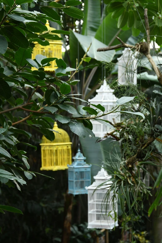 hanging white and blue birdcages in a tree