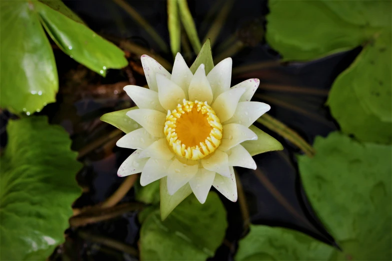 a white and yellow flower sitting in some water