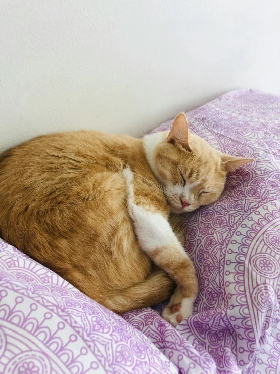 a cat is sleeping on a purple comforter