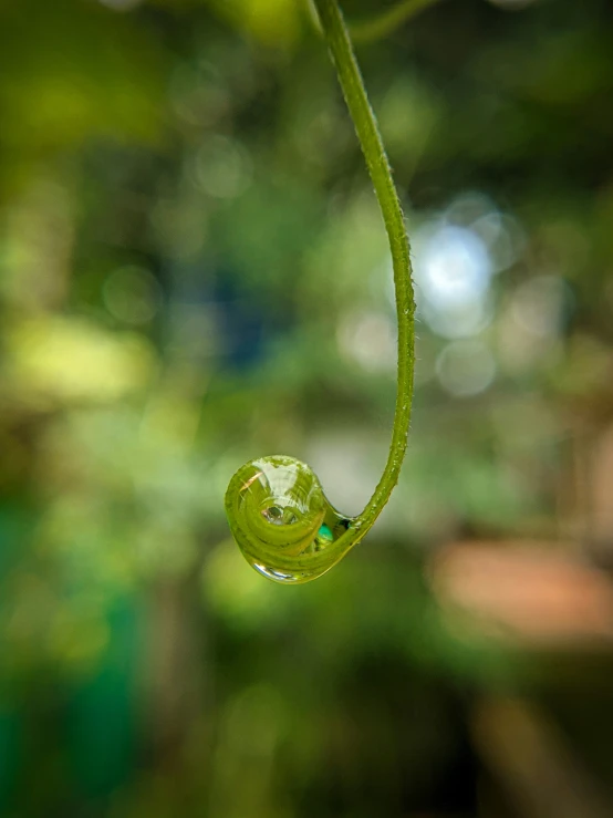 there is one little green drop hanging on the tree nch