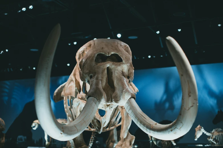 mammoth skull at an exhibit with more skeleton in the background