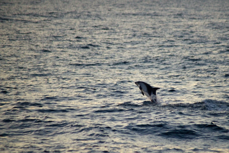 a bird soaring off into the air over water