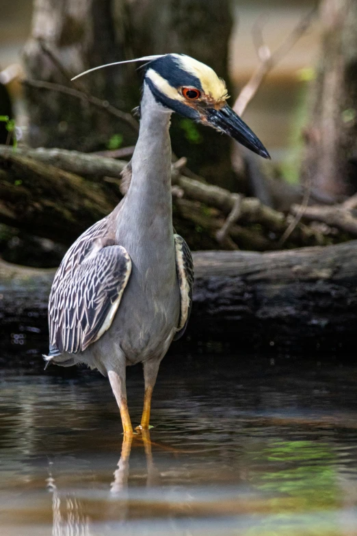 this bird is standing in the water with a long neck