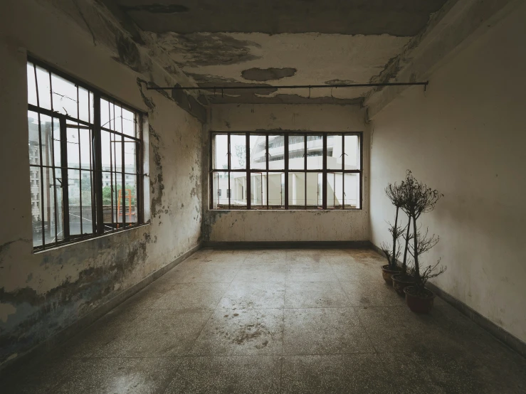 a room with broken windows and a plant in it