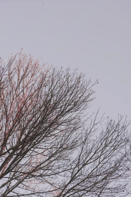 bare tree with a bird perched in it, and sky background